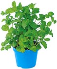 Frische Bio Minze im Angebot bei REWE in Ansbach Frische Bio Minze Angebote bei REWE Ansbach für 1,49 €