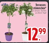 Terrassenstämmchen  im aktuellen EDEKA Prospekt für 12,99 €