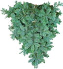 Tannenzweige Blaue Edeltanne oder Nordmanntanne für 4,29 € bei Hellweg im Angebot Tannenzweige Blaue Edeltanne oder Nordmanntanne im aktuellen Hellweg Prospekt