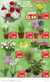Aktueller Kaufland Prospekt mit Orchidee, "Aktuelle Angebote", Seite 13