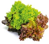 Aktuelles Gemüsesetzlinge Angebot bei BayWa Bau- und Gartenmärkte in Nürnberg ab 1,99 €