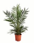 Aktuelle Pflanzen Angebote bei Lidl in Göttingen Aktuelles Winterharte Palme Angebot bei Lidl in Göttingen ab 14,99 €