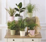 Mixte plantes vertes en promo chez Super U Toulon à 5,99 €