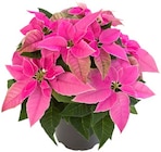 Herbststern im Angebot bei Penny in Nordhausen Herbststern Angebote bei Penny Nordhausen für 3,69 €