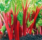 Bio Rhabarber im Pflanzen Kölle Prospekt Bio Rhabarber von Kölle Bio im aktuellen Pflanzen Kölle Prospekt für 6,99 €