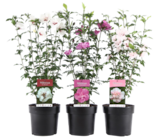 Aktuelle Pflanzen Angebote bei Blumen Ostmann in Bremen Aktuelles Straucheibisch Angebot bei Blumen Ostmann in Bremen ab 12,99 €