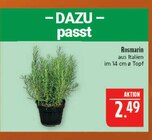 Aktuelle Pflanzen Angebote bei Marktkauf in Leipzig Aktuelles Rosmarin Angebot bei Marktkauf in Leipzig ab 2,49 €