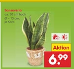 Netto Marken-Discount - Sanseveria Angebot im Prospekt Sanseveria bei Netto Marken-Discount im Prospekt "" für 6,99 €