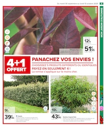 Offre Photinia dans le catalogue Carrefour du moment à la page 11