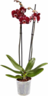 Orchidee im Angebot bei Netto Marken-Discount in Trier Orchidee Angebote bei Netto Marken-Discount Trier für 4,99 €