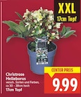 Christrose Helleborus für 9,99 € bei E center im Angebot Christrose Helleborus im aktuellen E center Prospekt