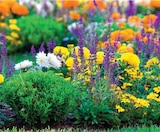 Plante à massif œillet d'inde pot 12 cm en promo chez Intermarché Hyper Plante à massif œillet d'inde pot 12 cm dans le catalogue Intermarché Hyper