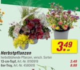 toom Baumarkt Kiel - Herbstpflanzen Angebot im Prospekt Herbstpflanzen bei toom Baumarkt im Kiel Prospekt für 3,49 €