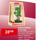 Bonsaï d'intérieur 8 ans d'âge à 24,99 € dans le catalogue Carrefour