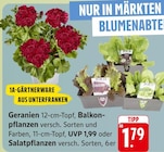 EDEKA - Geranien oder Balkonpflanzen oder Salatpflanzen Angebot im Prospekt Geranien oder Balkonpflanzen oder Salatpflanzen bei EDEKA im Prospekt "" für 1,79 €