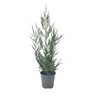 Cyprès de Leyland en promo chez Carrefour Lille à 2,99 €