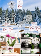 Aktueller Garten-Center Nordharz GmbH & Co. KG Prospekt mit Orchidee, "Zauberhafte Winterzeit", Seite 11