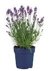 Lavendel angustifolia Angebote bei Lidl Wuppertal für 2,49 €