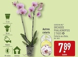 Orchidée phalaenopsis 2 tiges - Gardenline en promo chez Aldi Orchidée phalaenopsis 2 tiges - Gardenline dans le catalogue Aldi