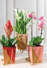 Plante fleurie - Super U à Le Mans Plante fleurie en promo chez Super U Le Mans à 8,99 €