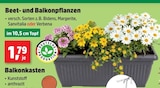 Aktuelles Beet- und Balkonpflanzen Angebot bei Thomas Philipps in Karlsruhe ab 1,79 €