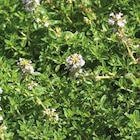 BOTANIC®-Thym Citron Bio - Le pot de 2,5 litres en promo chez Botanic BOTANIC®-Thym Citron Bio - Le pot de 2,5 litres dans le catalogue Botanic