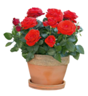 Minirose „Rosa Kordana“ von  im aktuellen Hagebaumarkt Prospekt für 9,99 €