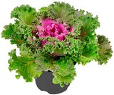 Zierkohl für 1,49 € bei Penny-Markt im Angebot Zierkohl im aktuellen Penny-Markt Prospekt