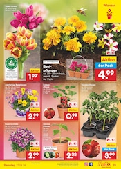 Pflanzen Angebote im Prospekt "Aktuelle Angebote" von Netto Marken-Discount auf Seite 21