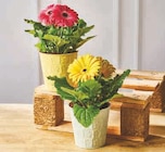 Gerbera - U Express à Reims Gerbera en promo chez U Express Reims à 4,99 €