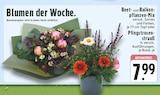 Beet- und Balkonpflanzen-Mix im Angebot bei EDEKA in Gronau Beet- und Balkonpflanzen-Mix Angebote bei EDEKA Gronau für 7,99 €