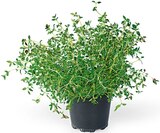 Aktuelles Freilandkräuter Angebot bei REWE in Lübeck ab 1,99 €