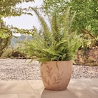 Jardiland Dammarie-les-Lys - Promo Pot "Amano" ECLOZ Promo Pot "Amano" ECLOZ à 10,99 € dans le catalogue Jardiland à Dammarie-les-Lys