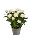 Topfrosen im Angebot bei Lidl in Lingen Topfrosen Angebote bei Lidl Lingen für 1,79 €