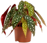 Aloe Vera Angebote bei Kaufland Mannheim für 3,99 €