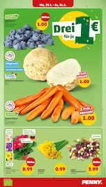 Ähnliche Balkonpflanzen Angebote im Prospekt "Wer günstig will, muss Penny." von Penny in Görlitz Ähnliche Angebote wie Balkonpflanzen im Prospekt "Wer günstig will, muss Penny." auf Seite 7 von Penny in Görlitz