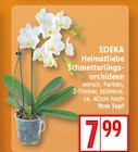 EDEKA Grünheide - Schmetterlingsorchideen Angebot im Prospekt Schmetterlingsorchideen bei EDEKA im Grünheide Prospekt für 7,99 €