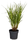 Aktuelles Zebraschilf 'Strictus Dwarf' Angebot bei OBI in Mönchengladbach ab 12,99 €