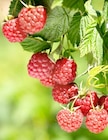 Himbeeren im aktuellen Thomas Philipps Prospekt