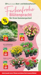 Balkonpflanzen Angebot & Preis im aktuellen Thomas Philipps Prospekt Balkonpflanzen Angebot im aktuellen Thomas Philipps Prospekt auf Seite 6