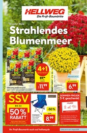 Chrysantheme Angebot im aktuellen Hellweg Prospekt auf Seite 1