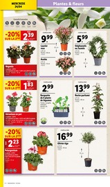 Plante Verte Angebote im Prospekt "Sol & Mar" von Lidl auf Seite 4