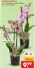 Orchidee Multiflora im Angebot bei Netto Marken-Discount in Göttingen Orchidee Multiflora Angebote bei Netto Marken-Discount Göttingen für 9,99 €