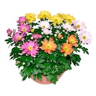 Coupe de chrysanthème - Carrefour à Mérignac Coupe de chrysanthème en promo chez Carrefour Mérignac à 3,99 €