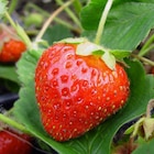 Plant de Fraisiers en promo chez Carrefour Plant de Fraisiers dans le catalogue Carrefour