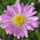 Aster - Le pot de 3 litres - BOTANIC® à 9,99 € dans le catalogue Botanic