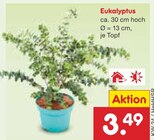 Eukalyptus im Angebot bei Netto Marken-Discount in Wolfenbüttel Eukalyptus Angebote bei Netto Marken-Discount Wolfenbüttel für 3,49 €