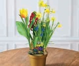 Bulbes en pot - Super U à Montpellier Bulbes en pot en promo chez Super U Montpellier à 4,99 €