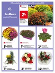 Plantes Plantes