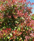 Photinia ECLOZ en promo chez Gamm vert La Rochelle à 9,99 €